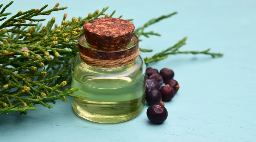 Boost Your Health and Wellbeing with Juniper Berry Oil