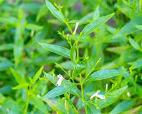 Chlorophytum Borivilianum  Suppliers