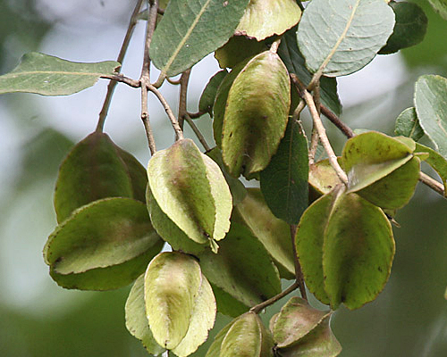 Chlorophytum Borivilianum  Suppliers